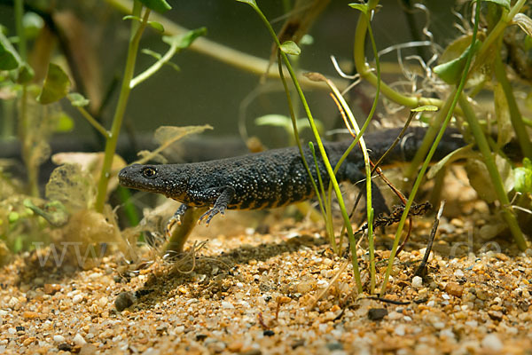 Kammolch (Triturus cristatus)