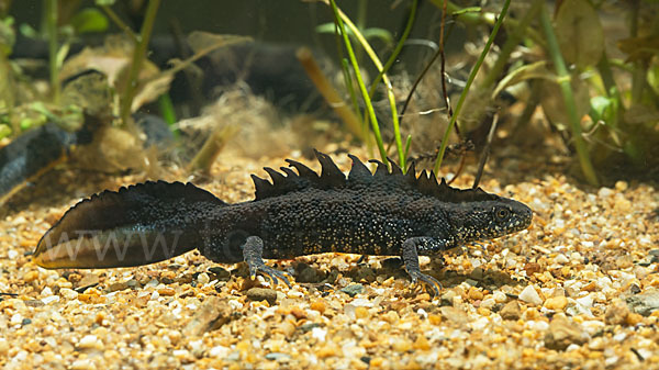 Kammolch (Triturus cristatus)