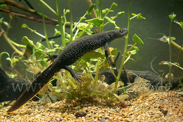 Kammolch (Triturus cristatus)