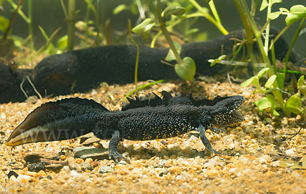 Kammolch (Triturus cristatus)