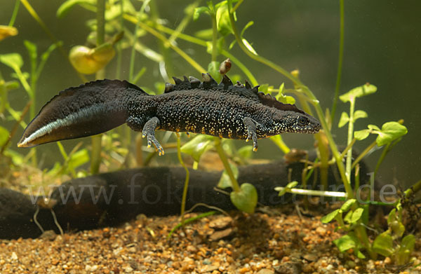 Kammolch (Triturus cristatus)