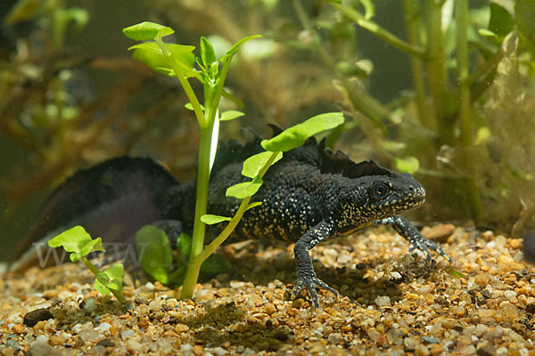 Kammolch (Triturus cristatus)