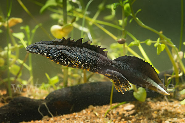 Kammolch (Triturus cristatus)