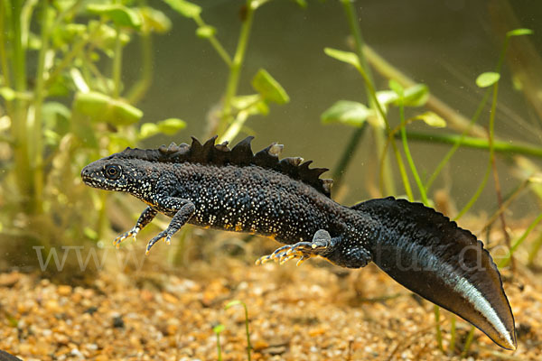 Kammolch (Triturus cristatus)