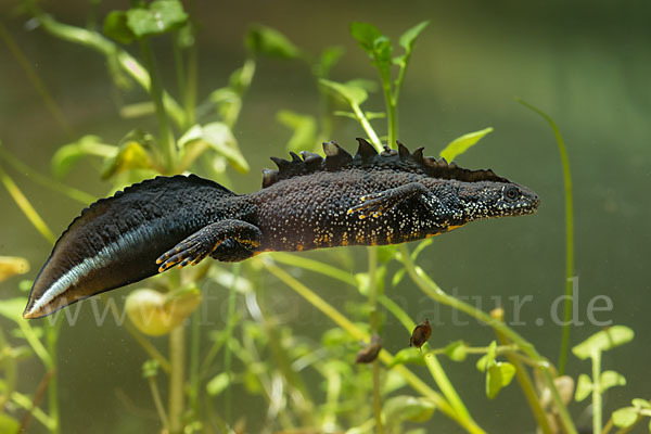 Kammolch (Triturus cristatus)