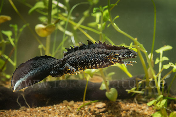 Kammolch (Triturus cristatus)