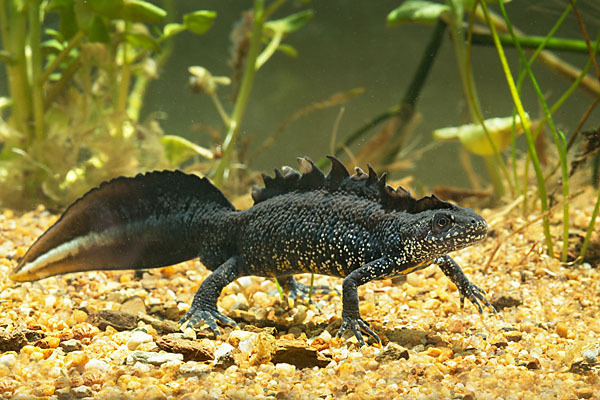 Kammolch (Triturus cristatus)