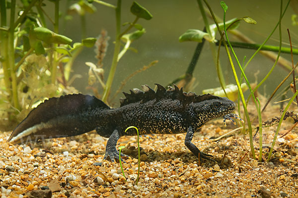 Kammolch (Triturus cristatus)