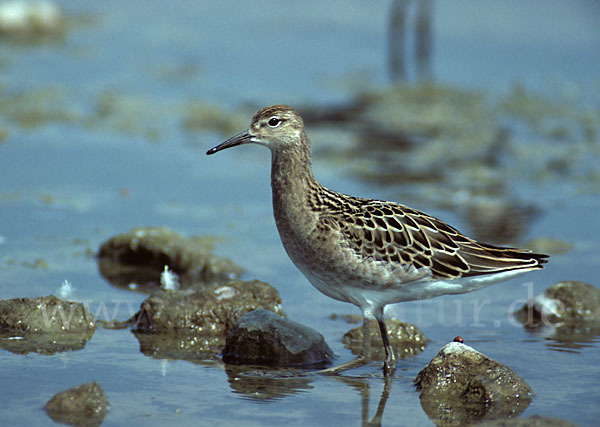 Kampfläufer (Philomachus pugnax)