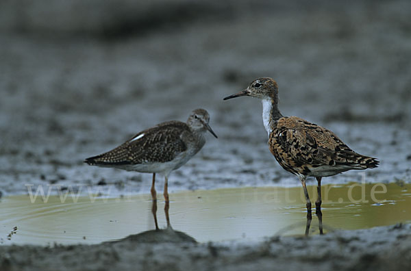 Kampfläufer (Philomachus pugnax)