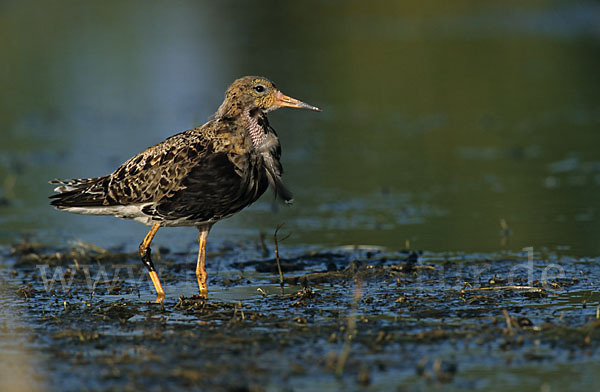 Kampfläufer (Philomachus pugnax)