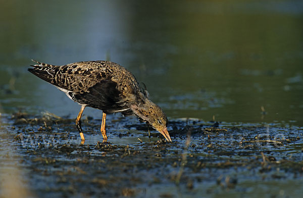 Kampfläufer (Philomachus pugnax)