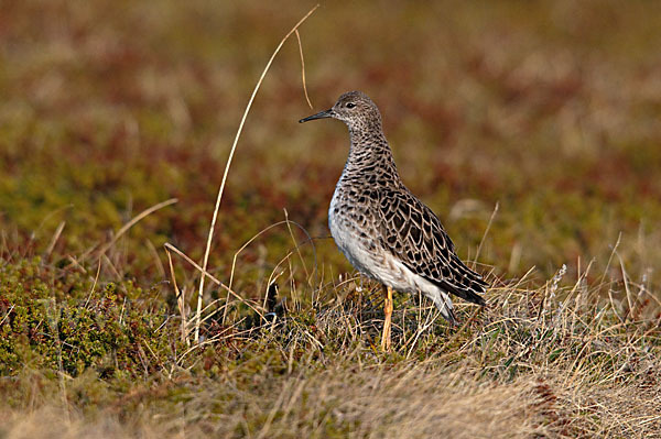 Kampfläufer (Philomachus pugnax)