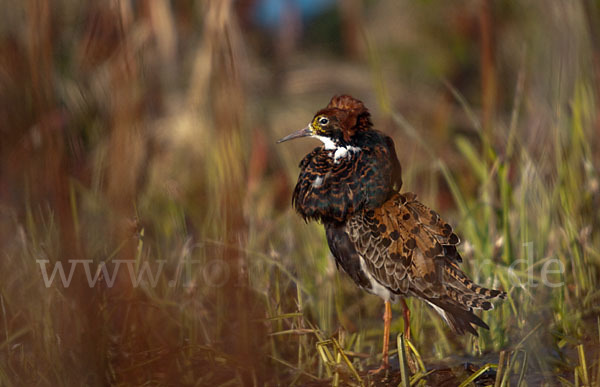 Kampfläufer (Philomachus pugnax)