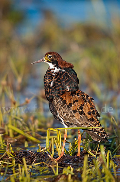 Kampfläufer (Philomachus pugnax)