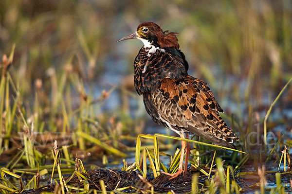 Kampfläufer (Philomachus pugnax)