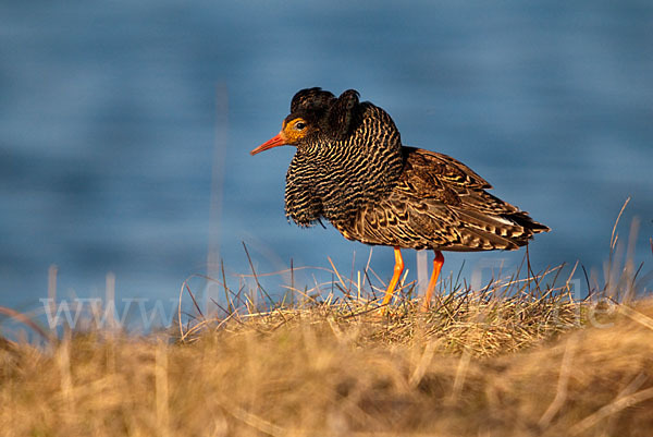 Kampfläufer (Philomachus pugnax)