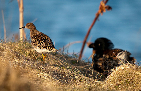 Kampfläufer (Philomachus pugnax)