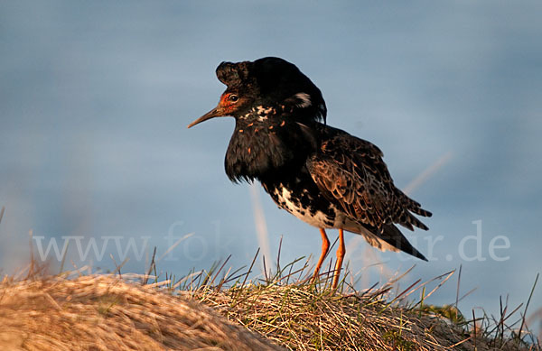 Kampfläufer (Philomachus pugnax)