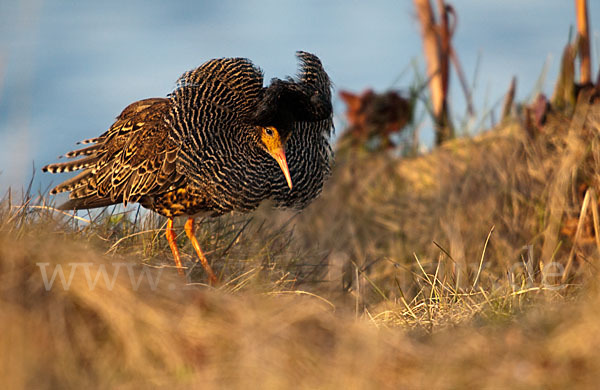 Kampfläufer (Philomachus pugnax)