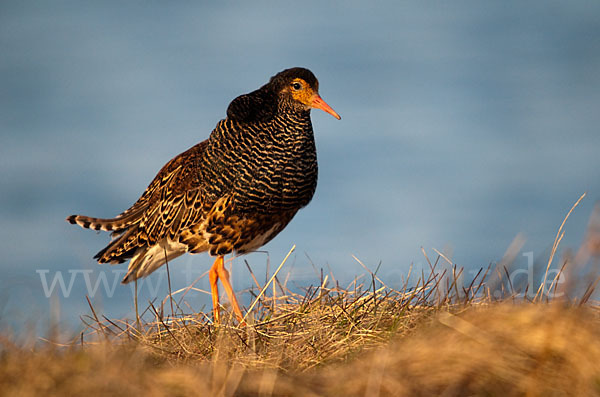 Kampfläufer (Philomachus pugnax)