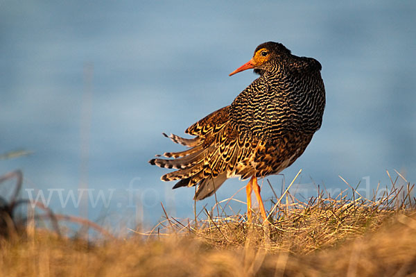 Kampfläufer (Philomachus pugnax)