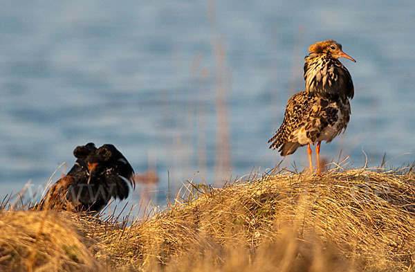 Kampfläufer (Philomachus pugnax)