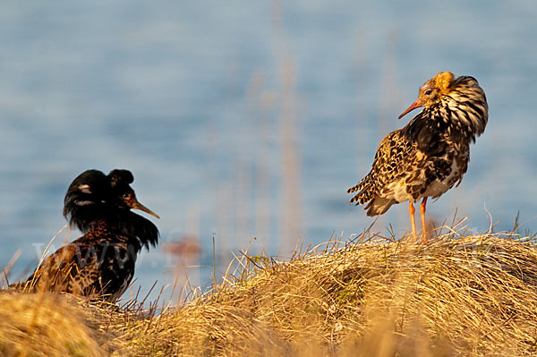 Kampfläufer (Philomachus pugnax)