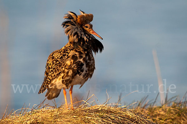 Kampfläufer (Philomachus pugnax)