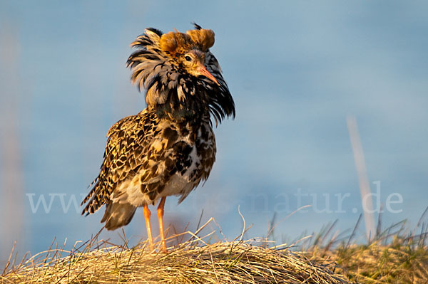 Kampfläufer (Philomachus pugnax)