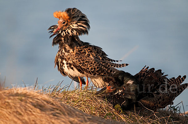 Kampfläufer (Philomachus pugnax)