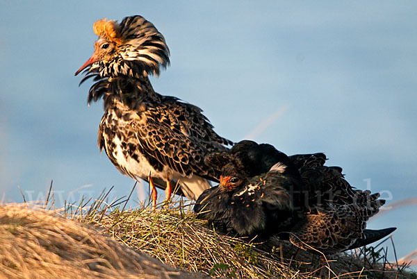 Kampfläufer (Philomachus pugnax)