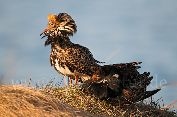 Kampfläufer (Philomachus pugnax)