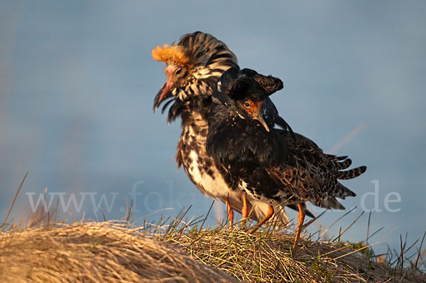 Kampfläufer (Philomachus pugnax)