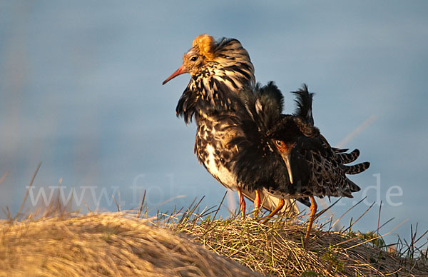 Kampfläufer (Philomachus pugnax)