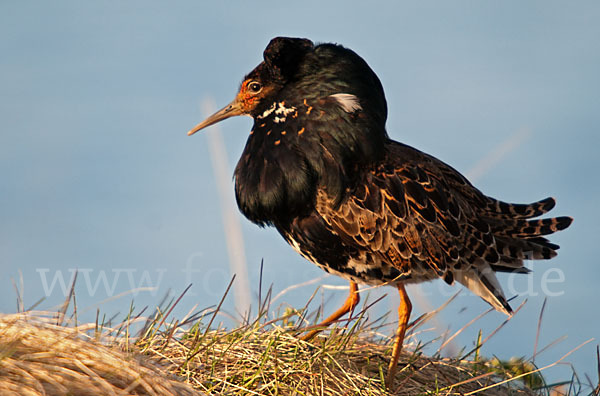 Kampfläufer (Philomachus pugnax)