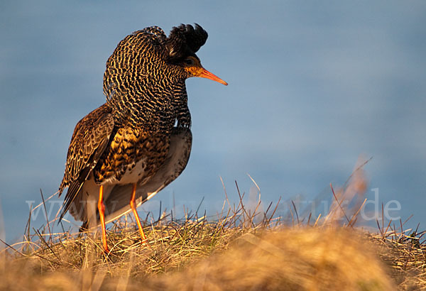 Kampfläufer (Philomachus pugnax)