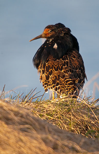 Kampfläufer (Philomachus pugnax)