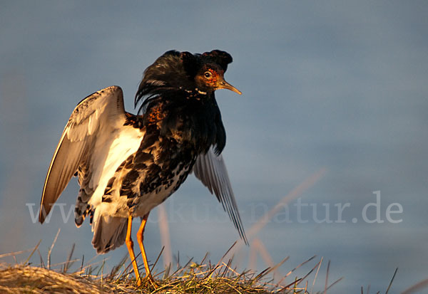 Kampfläufer (Philomachus pugnax)