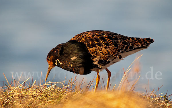 Kampfläufer (Philomachus pugnax)