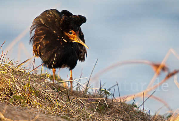 Kampfläufer (Philomachus pugnax)