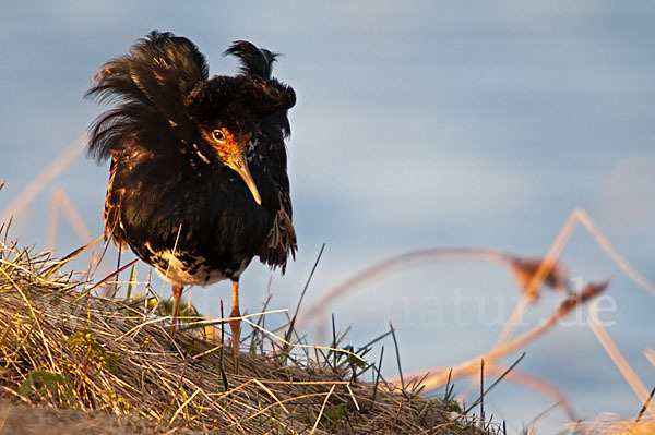 Kampfläufer (Philomachus pugnax)