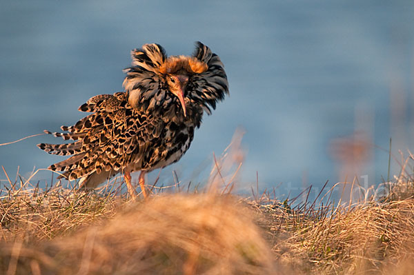 Kampfläufer (Philomachus pugnax)