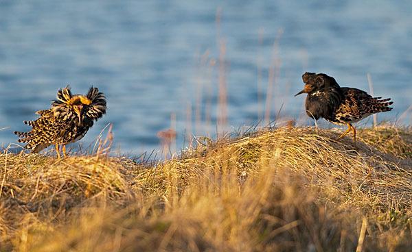 Kampfläufer (Philomachus pugnax)