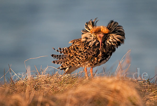 Kampfläufer (Philomachus pugnax)