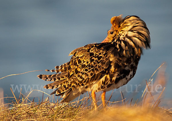 Kampfläufer (Philomachus pugnax)