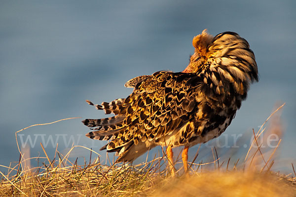 Kampfläufer (Philomachus pugnax)