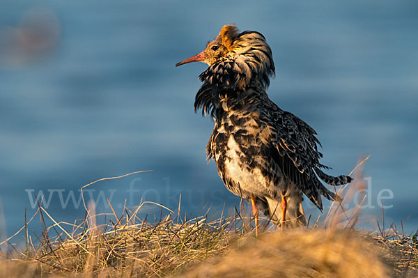 Kampfläufer (Philomachus pugnax)