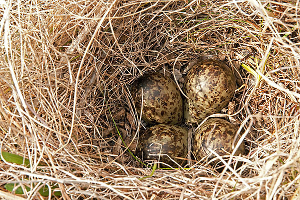 Kampfläufer (Philomachus pugnax)