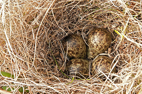 Kampfläufer (Philomachus pugnax)